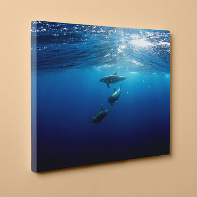 Dolphins Diving Under - Canvas Wrap Print