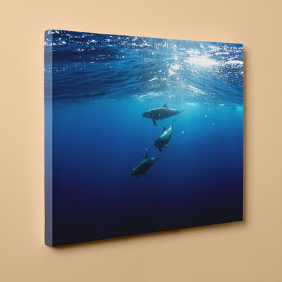 Dolphins Diving Under - Canvas Wrap Print