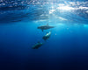 Dolphins Diving Under - Canvas Wrap Print