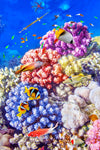 Caribbean Coral and Tropical Fish, Underwater Photo (12" x 18") - Canvas Wrap Print