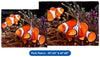 Clownfish in an Anemone - Throw Blanket / Tapestry Wall Hanging