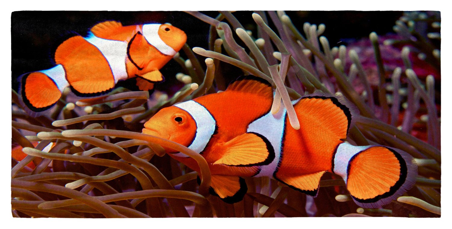Clownfish in an Anemone 30" x 60" Microfiber Beach Towel