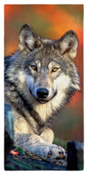 Reclining Gray Wolf 30" x 60" Microfiber Beach Towel