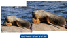 South American Sealions Cuddling - Throw Blanket / Tapestry Wall Hanging
